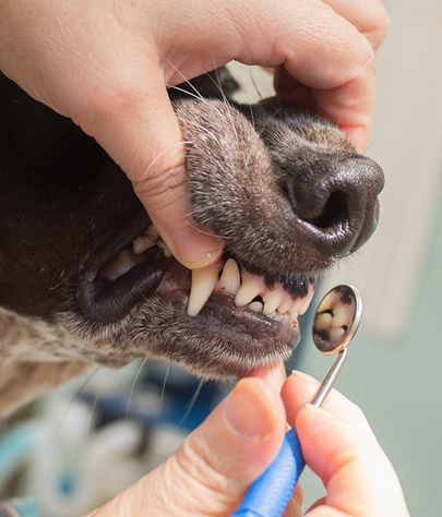 Zephyrhills Dog Dentist