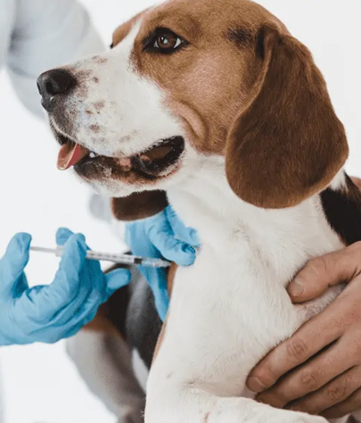 Dog Vaccinations in Captiva