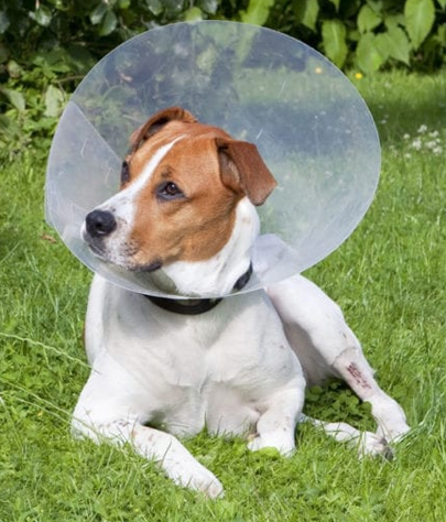 Altamonte Springs Spaying And Neutering
