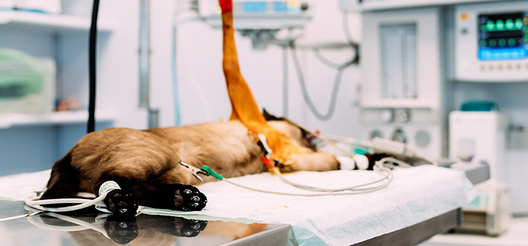 Clermont animal hospital veterinary surgical-process