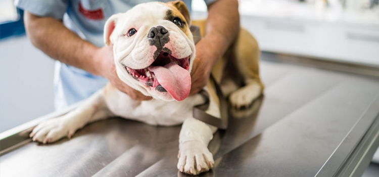 Palm Valley pet emergency clinic