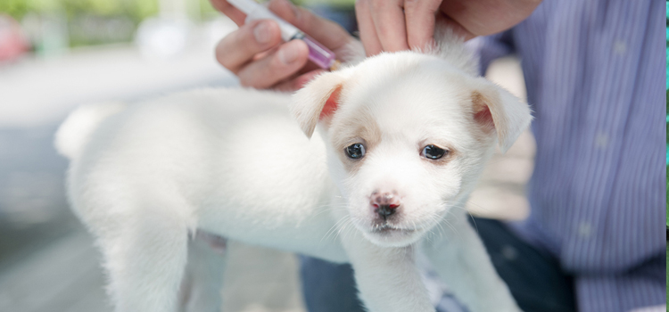dog vaccination hospital in Miami Springs