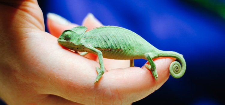 experienced vet care for reptiles in Palm Beach Gardens