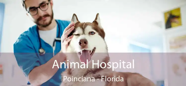 Animal Hospital Poinciana - Florida