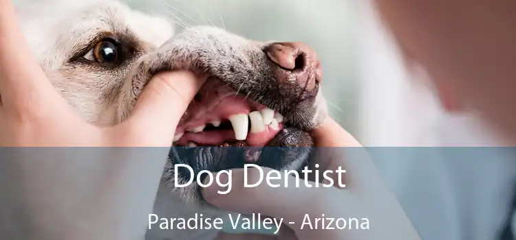 Dog Dentist Paradise Valley - Arizona