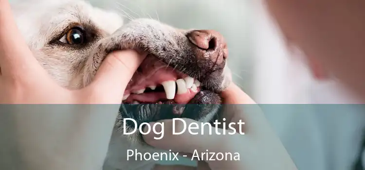 Dog Dentist Phoenix - Arizona