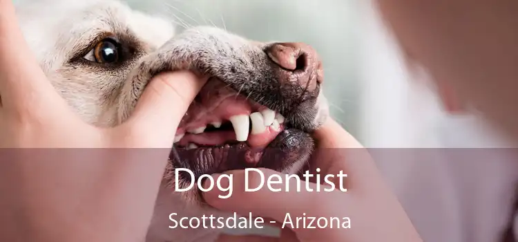 Dog Dentist Scottsdale - Arizona