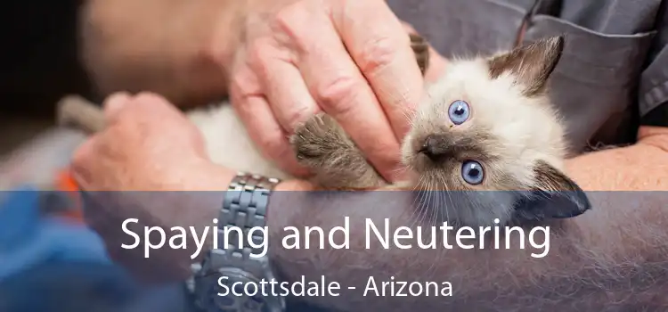 Spaying and Neutering Scottsdale - Arizona