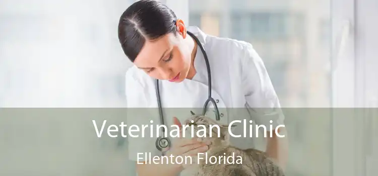 Veterinarian Clinic Ellenton Florida